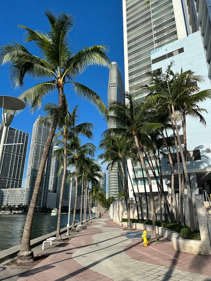 A vibrant cityscape featuring palm trees lining a sunny downtown walkway near modern skyscrapers.